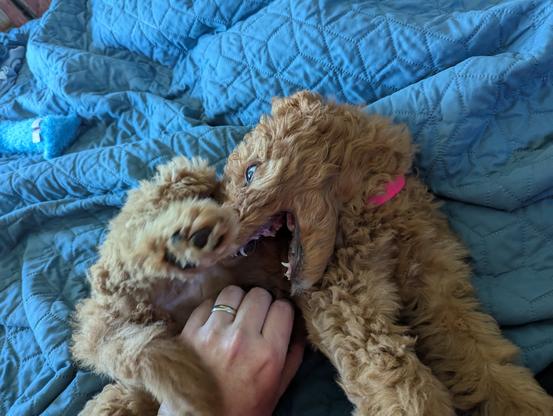 Widget, a golden doodle puppy with a pink collar, playfully writhes on a blue quilted blanket. She has her mouth open wide in a mock bite, showing her little teeth as she gnaws on her own paw in goofy excitement. A hand with a wedding ring is seen giving her belly rubs while she kicks and squirms with joy. A plush blue toy rests in the background.