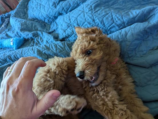 Widget, a playful golden doodle puppy with a pink collar, lies on her side atop a blue quilted blanket, mid-pounce on a nearby hand with a wedding ring. Her eyes are wide with excitement, and her little mouth is open in a gleeful expression, ready to nibble or wrestle. A fuzzy blue toy sits in the background, mostly ignored in favor of chaotic playtime.