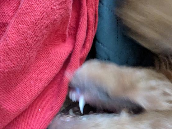 An extreme close-up action shot captures the blur of Widget, a rambunctious golden doodle puppy, mid-chomp during playtime. Her little white fang is sharply visible as she bites near a red piece of fabric, likely a shirt. The image is chaotic and in motion, emphasizing her playful and feral puppy energy.