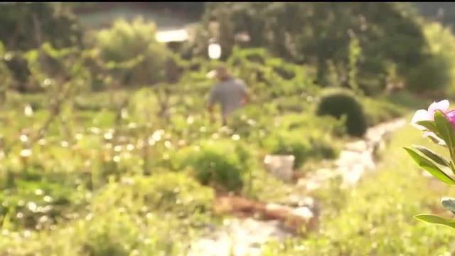 Healthy benefits of gardening