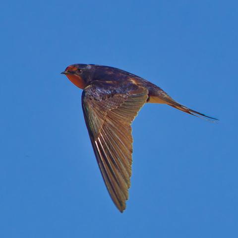 Sideview of the barn swallow 
Wings flapped down