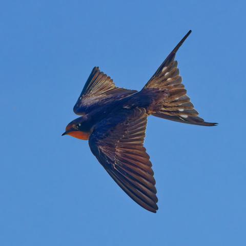 Now the bird changes direction slightly in to you