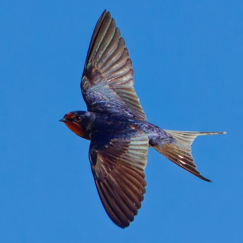 Tourns more in to you
Back Silhouette vissible feathers shimmering in the sunlight 
Eye contact