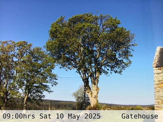 Photograph of sycamore trees against the sky with low hills in the background at 09:00 hrs on Saturday 10 May 2025, located at Gatehouse in Tarset, Upper North Tyne, Northumberland, UK. The immediate forecast is clear sky.