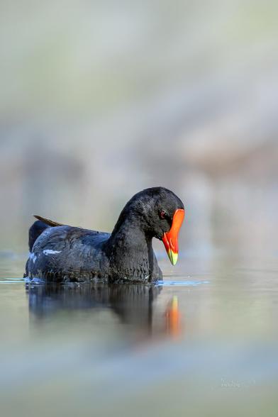 Par sa posture gracieusement cambrée, la Gallinule incarne une douceur et une sérénité qui se fondent harmonieusement dans ce tableau naturel et apaisant. À savourer avec lenteur et émerveillement...