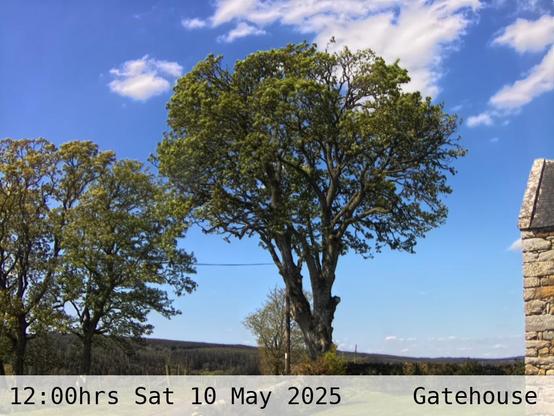 Photograph of sycamore trees against the sky with low hills in the background at 12:00 hrs on Saturday 10 May 2025, located at Gatehouse in Tarset, Upper North Tyne, Northumberland, UK. The immediate forecast is sunny.