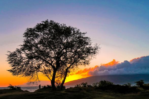Sunset Tree
Kehei Maui