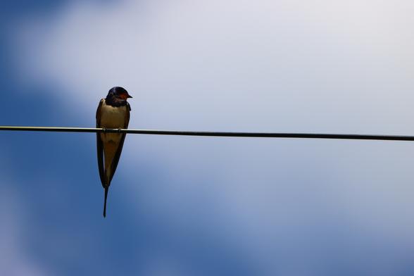 Barn Swallow perched on a wire with blue sky with white clouds behind