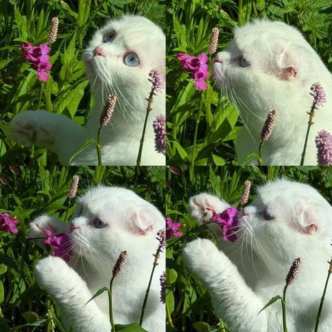 Image is a composite of 4 shots of the cat pulling the flower towards herself with her paws and appears to be smelling it