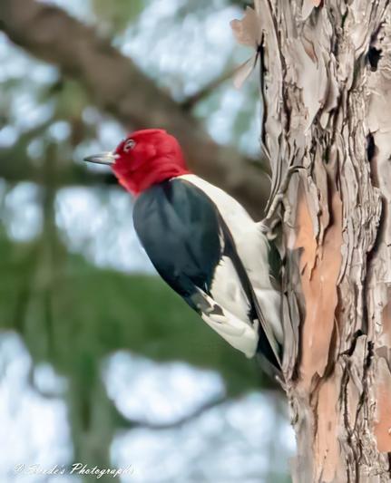 "This image captures a red-headed woodpecker (Melanerpes erythrocephalus) clinging to the side of a pine tree, showcasing its striking red head, contrasting black-and-white body, and sharp beak. The textured bark of the tree adds depth, while the bird's poised posture reflects its keen awareness of its surroundings. The scene exudes a natural elegance, highlighting both the woodpecker's beauty and its adaptability in forested environments." - Copilot