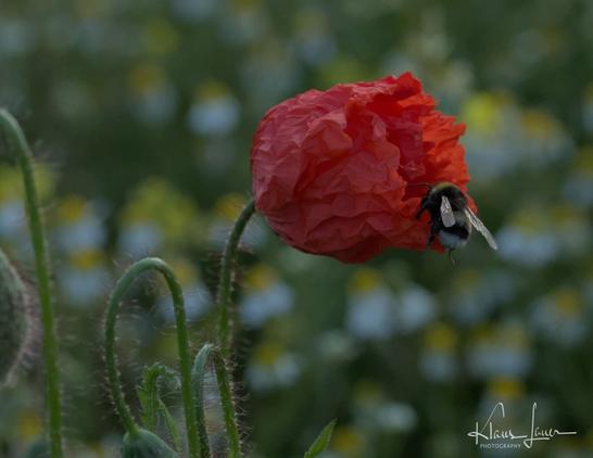 Das Foto zeigt eine Hummel, die gerade in eine halb geöffnete Mohnblüte krabbelt. Im Hintergrund sind unscharf viele Kamillenblüten zu erahnen.
