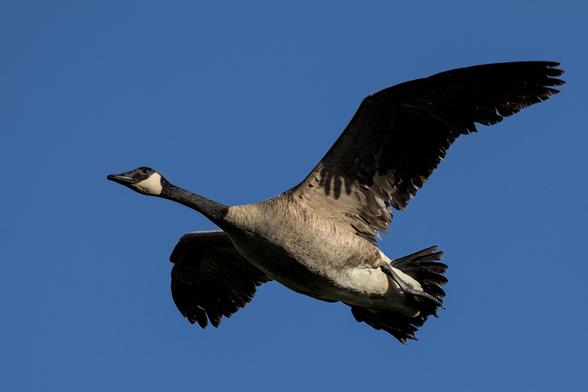 Canada goose (Branta canadensis) in flight against a clear blue sky.