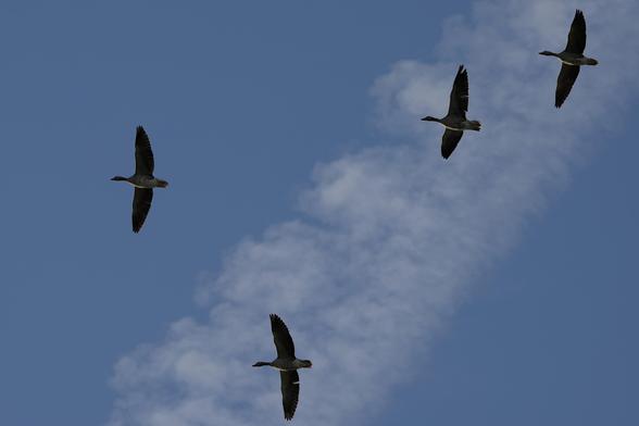 Four greylag geese in flight in the background an airplane contrail that has fanned out into a cloud.