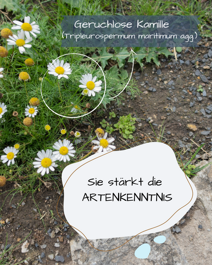 In einem Beet neben einem Gehweg wächst Geruchlose Kamille.