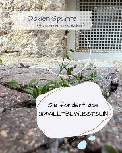 Zwischen Pflastersteinen wächst eine winzige Dolden-Spurre.