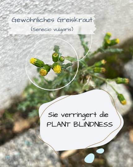 Zwischen Pflastersteinen wächst Gewöhnliches Greiskraut.