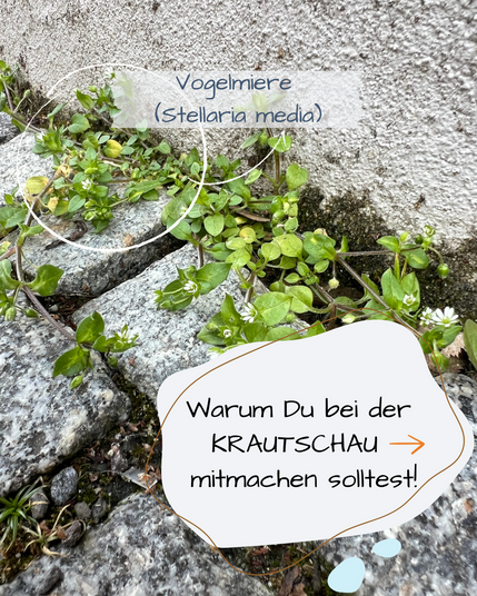 Zwischen Pflastersteinen wächst Vogelmiere.