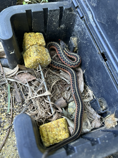 A red-sided garter snake in a rodent bait station.