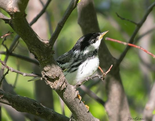 White-breasted bird with black crown and throat band, dark wings, and yellow-based bill, perched on a bare branch in front of a leafy green background