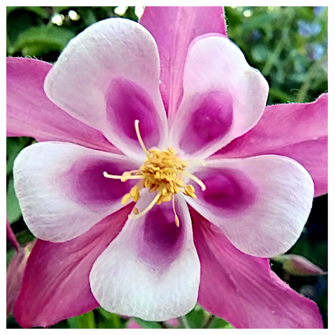 The image features a close-up of a flower with a striking color pattern. The petals are a blend of pink and white, with the outer petals being a deep pink and the inner petals transitioning to a lighter, almost white hue. The center of the flower is yellow, with numerous stamens radiating outward. The background is blurred, with hints of green foliage, suggesting the flower is in a garden setting. The petals have a velvety texture, and the overall shape is symmetrical, with the petals arranged in a circular pattern around the center.

Provided by @altbot, generated privately and locally using Ovis2-8B