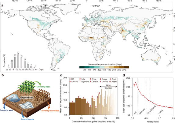 Globally increased cropland soil exposure to climate extremes in recent decades