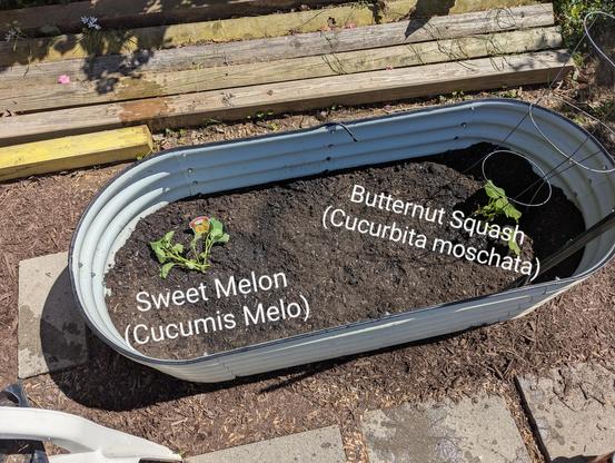 A raised bed with dirt and two plants:

* Sweet melon (cucumis Melo)
* Butternut Squash (Cucurbita moschata)