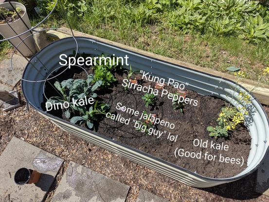 Several plants in a raised outdoor planter:

* Common spearmint
* Dino kale (Brassica oleracea var. palmifolia)
* "Kung Pow" Sriracha peppers (something stupid like 100k Scovilles per pepper)
* Some jalapeno variety called "Big Guy" 
* Old kale from last season that is almost entirely flowers. These are good to keep because they are one of the first flowers to open in late February, which is good for bees and pollenators.