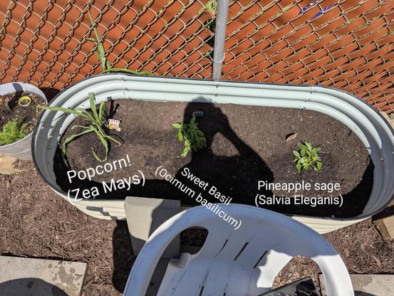 Three plants in an outdoor raised planter:

* Popcorn (zea Mays)
* Sweet basil (Ocimum basilcum)
* Pineapple Sage (salvia Eleganis)