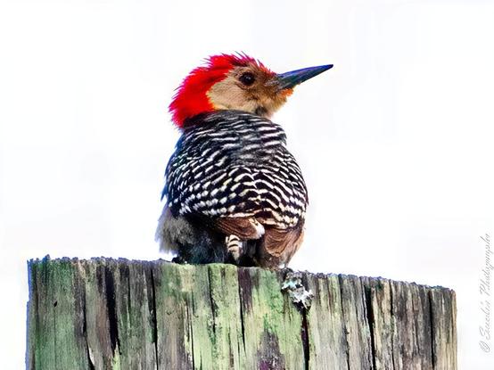 "This image captures a red-bellied woodpecker perched atop a weathered wooden power pole. Its striking red cap and nape contrast beautifully with the black and white barred pattern of its back and wings. With its sharp beak and focused gaze, the woodpecker appears attentive, surveying its surroundings. The plain white background makes the bird and the pole stand out, highlighting the intricate details of its plumage." - Copilot