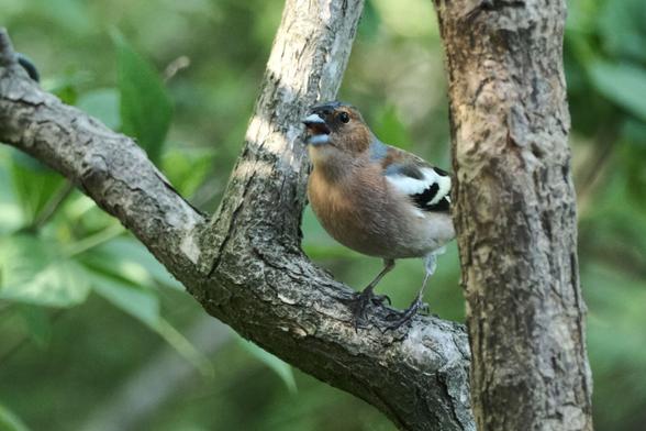 Ein brauner Vogel mit hell-schwarzen Flügeln und grauer Kopfplatte sitzt mit geöffnetem Schnabel in einer Astgabel