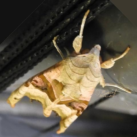 Een nachtvlinder in diverse kleuren bruin/beige, op grijs/zwarte ondergrond.
De foto is van schuin boven de vlinder genomen en de vlinder staat diagonaal op de foto.