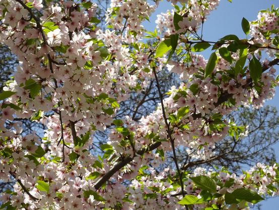 Ramas llenas de flores (blancas, rosáceas) de un cerezo en flor, iluminadas por la luz del sol.