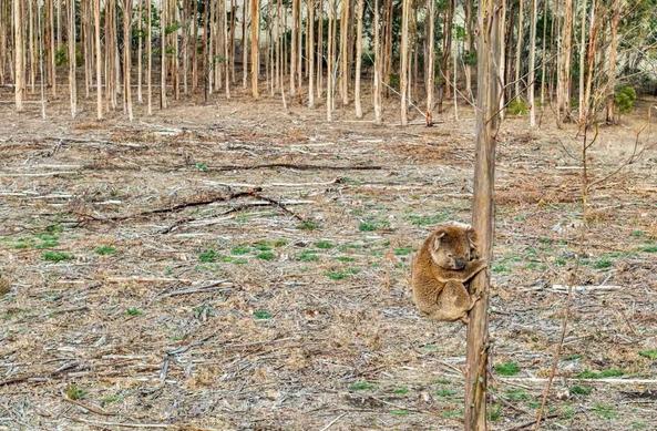 A lone koala clinging onto a single tree in a harvested blue gum plantation. 

source https://www.theguardian.com/environment/2025/may/11/koalas-face-death-attacks-and-starvation-as-blue-gums-chopped-down-in-victoria