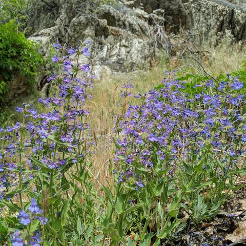A photo showing penstemon type flowers that are blue to purple in color on 2 foot tall plants. There is drying grass and lichen and moss covered rocks in the background.
