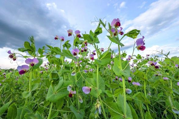 Century-old genetics mystery of Mendel’s peas finally solved