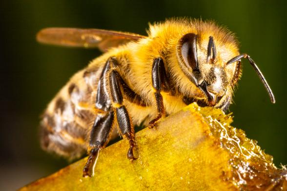 Bee.