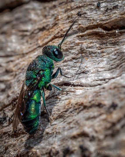 A bright metallic-green Australian cuckoo wasp, Primeuchroeus sp., on the trunk of a eucalyptus tree.