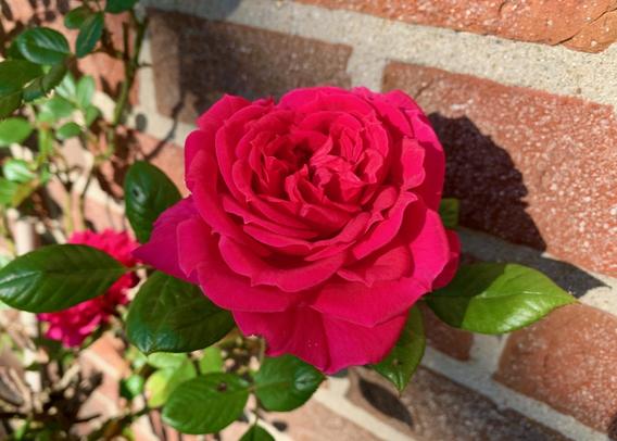 a red rose in front of a brick wall
