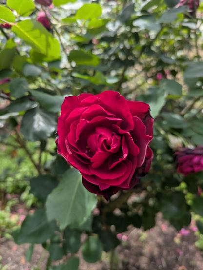 A close-up of a dark red tea rose