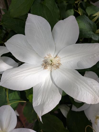 A close-up of a large petaled white leather flower