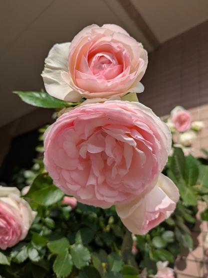 A close-up of a few whitish pink damask roses