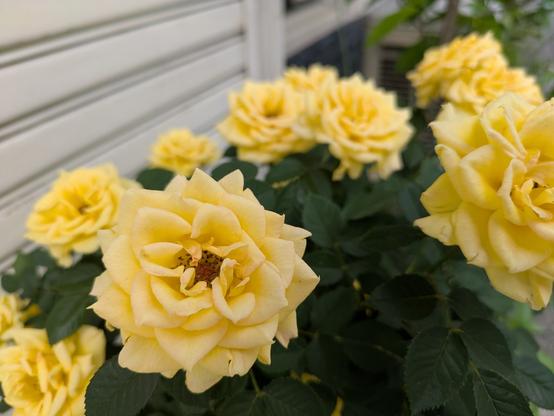 A close-up of a bush of bright yellow Austrian copper roses