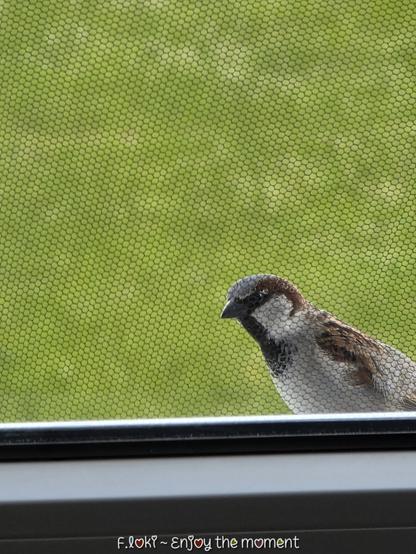 Zu sehen ist ein Sperrling – ein kleiner, rundlicher Vogel mit braun-grauem Gefieder – der neugierig vor meinem Fenster sitzt. Zwischen ihm und der Kamera liegt ein Insektenschutzgitter mit hexagonalem Muster, das sich wie ein Netz über das Bild legt und den Hintergrund weich filtert. Dahinter breitet sich eine sattgrüne Wiese aus, unscharf, fast wie ein Aquarell getupft. Der Sperrling schaut leicht schräg nach unten, als würde er darüber nachdenken, ob er anklopfen soll. Die Perspektive ist von innen aufgenommen – der Betrachter blickt durch das Fenster hinaus. Unten im Bild ist ein schmaler Fensterrahmen zu sehen, darauf steht in verspielter Schrift: „F. Loki ~ Enjoy the moment“ – ein stiller Gruß, der das Flüchtige des Moments liebevoll festhält.