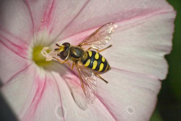 Foto de una mosca del género Eupeodes.