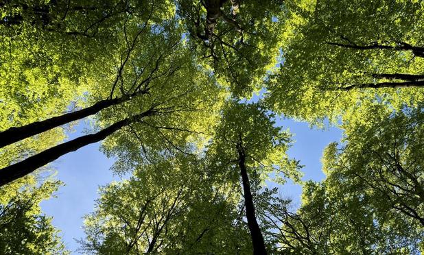 Blick hinauf in grüne Baumkronen (Volkspark Altona)