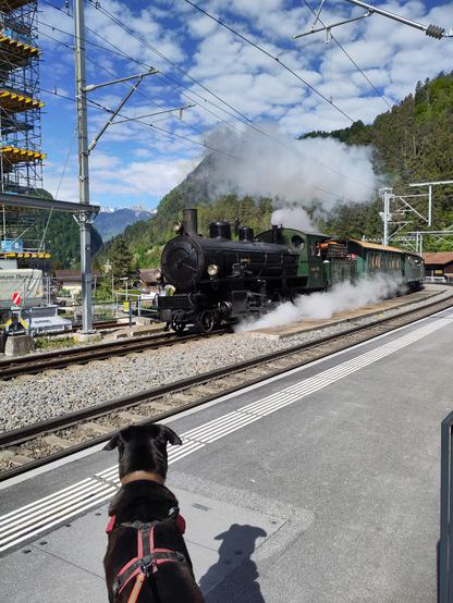 Foto. Ein Dampfzug im Bahnhof.