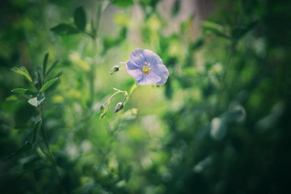 Einzelne zarte hellblaue Blüte (Lein/Flachs) hebt sich von weitgehend grünem unscharfen Hintergrund und Blättern ab.