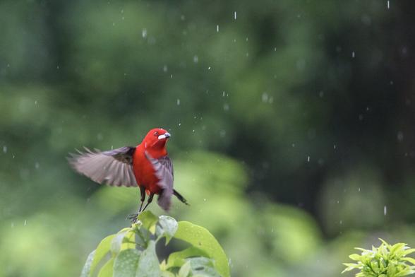 A vivid red color bird about to fly from the top of a tree. the background is mostly green blurred colors and there is some grizzle. The bird is red, its wings black to gray colors, and the bird tip is white.