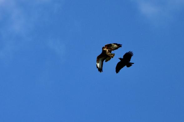 A crow attacking a buzzard mid-flight against a bright blue sky
