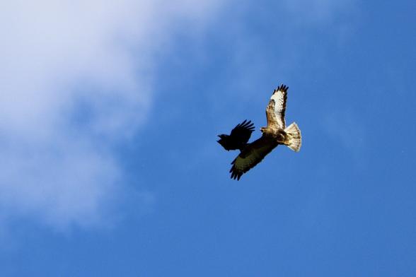 A crow attacking a buzzard mid-flight against a bright blue sky, the crow has passed the buzzard and is ahead of it so it look like the buzzard is attacking the crow